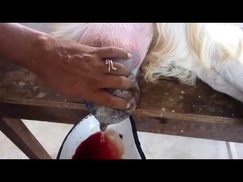 how to treat mastitis in ewes