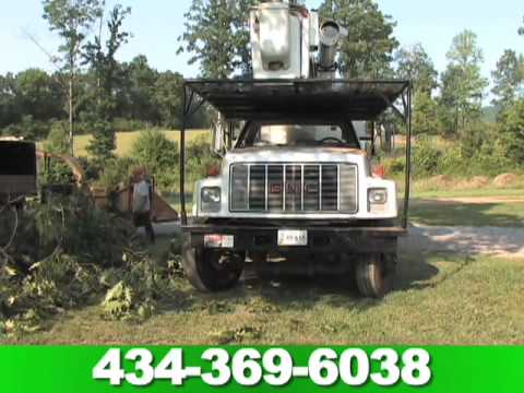 how to fertilize maple trees