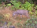 Come Here my Deer
