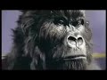 Cadburys Drumming Ape REMIX - Warp Brothers Cadburys Drumming Ape REMIX - Warp Brothers