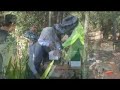 Part1: Australian Native Bees - Greenstyle Part1: Australian Native Bees - Greenstyle