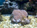 video do meu aquario marinho 