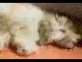 Cachorra com sono \"mel\"by_alisonvasco