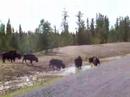 Jack does the NWT - bison crossing the highway