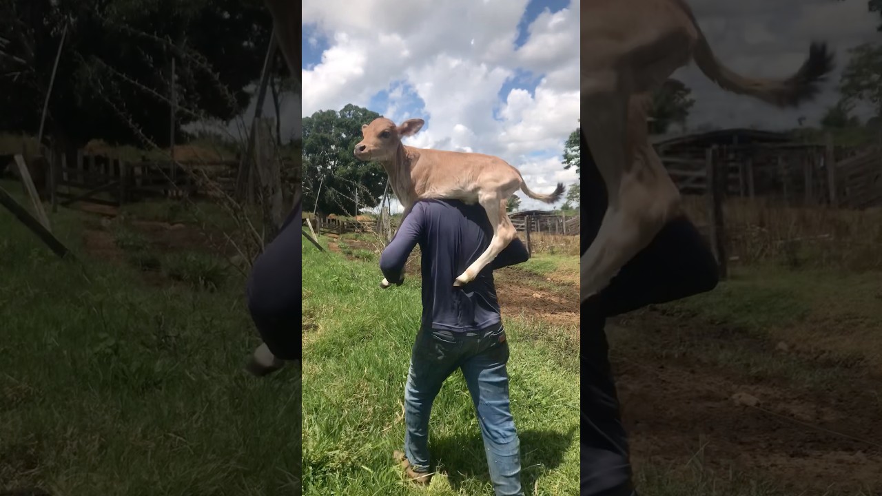 todos nois na lida com gado