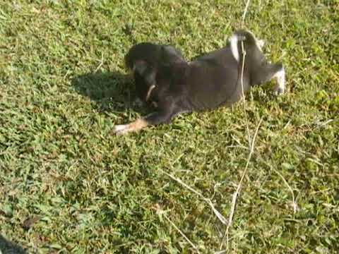 Prancer Loving Life, Playing With Anything That Is At Hand