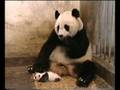 baby panda