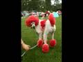 Interview at Fetching Fur Pet Salon Nina Lehtonen