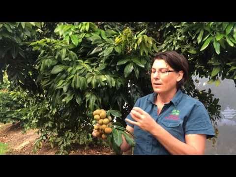 Longan Kohala Grafted Fruit Tree - Shows Fruit and Tree with Plant Growing Guide