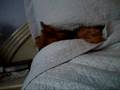 Lazy Dog
