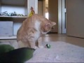 gizmo  mötet med apelsinen