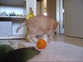gizmo  mötet med apelsinen