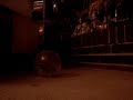 Picky The Hamster