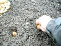 videos de The Laddie of Shallot (Planting French Shallots [longor] Using the Biodynamic Method)