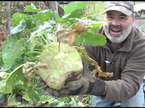 how to grow and harvest kohlrabi