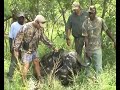 Buffalo bow hunt 2
