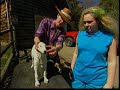 Breed All About It - Borzoi Breed All About It - Borzoi