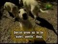 Breed All About It - Borzoi