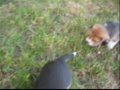 Beagle puppies play from litter \"S\" - four weeks old Beagle puppies play from litter \"S\" - four weeks old