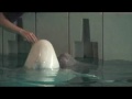 Baby beluga whale