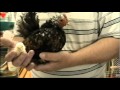 Serama Hen with Trust