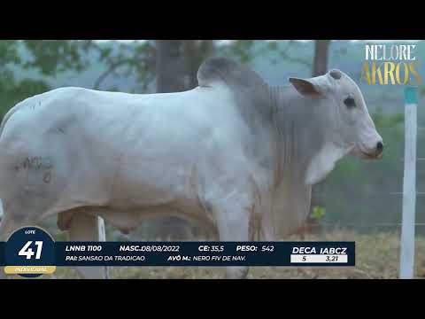 4� DE OLHO DA FAZENDA NELORE AKROS