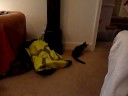 Lasers for cats - the best toy ever!