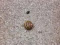 A Fly Swatting Ants Over a Snail - When insects attack