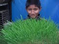 Forraje Verde Ecologico
