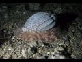Night Dive Secret Bay, Anilao, Philippines 2009 (Leisure Dive Resort)