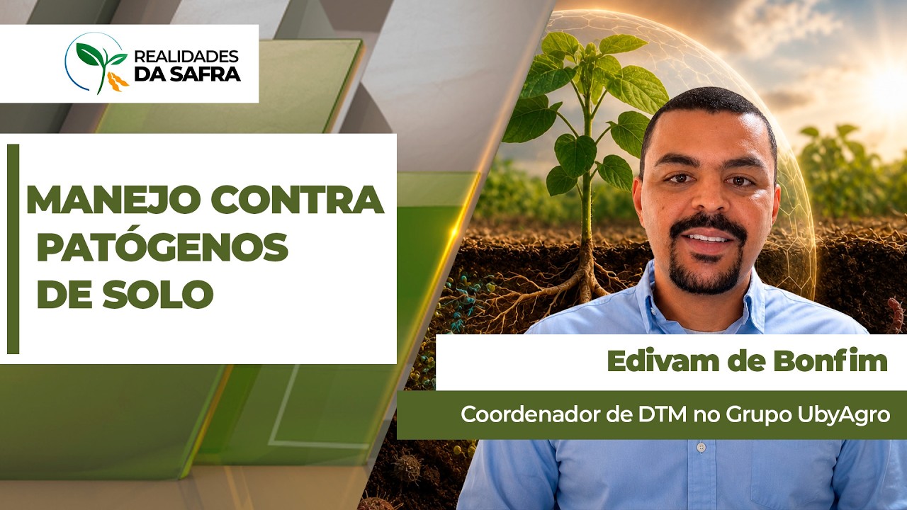 Manejo contra patógenos de solo precisa começar logo após a colheita do milho