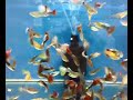 Guppy-assorted (males) (females) Guppy-assorted (males) (females)
