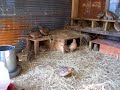chickens,turkeys,quail,birds, hogs,brooder box