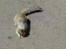JTV - Squarrel in Grand Canyon