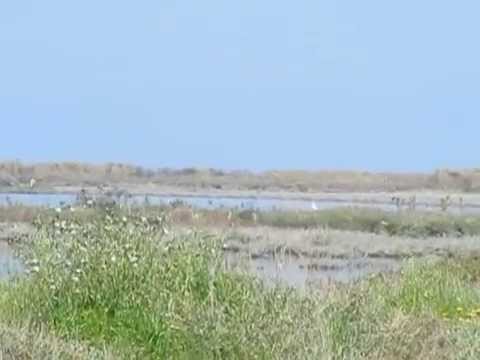 ΑΛΥΚΕΣ - (part 1 of 2 ) Birdwatching in south Corfu, Greece one of the few protected Natura 2000 areas . Παρακολούθηση πουλιών από την Ορνιθολογική Εταιρία στις Αλυκέ...