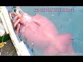 10 Animales extraños ignorados por la ciencia y monstruos descubiertos en el siglo XX