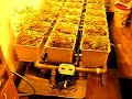 Cultivo Marihuana 1 semana crecimiento. Grow Hemp 1 week Cultivo Marihuana 1 semana crecimiento. Grow Hemp 1 week