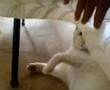 michifuz jugando