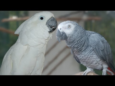 how to care for a umbrella cockatoo