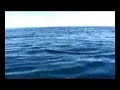 Over the Edge - Dolphin Encounter