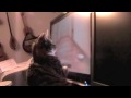 Cat attacks my monitor.mov