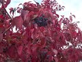 September Trees change colors in Fort Collins, Colorado