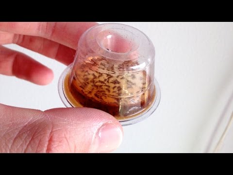 how to get rid of drain flies uk