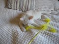 Burmilla Cat Playing with a Feather Pom Pom Wand Burmilla Cat Playing with a Feather Pom Pom Wand