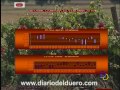 Desciende en un 18,28% la cantidad de uva recogida en la vendimia 2010