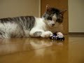 [ネコ]『チョロＱ発進！』チョロＱを巧みに操るお爺さん猫。のサムネイル