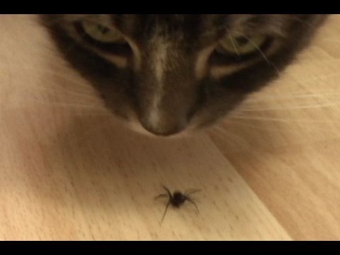 2 cats, 1 spider