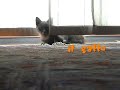 Super Kitten dancing and playing Super Kitten dancing and playing