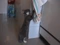 Super Kitten dancing and playing
