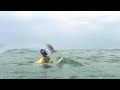 Whale Sharks off Holbox, Mexico